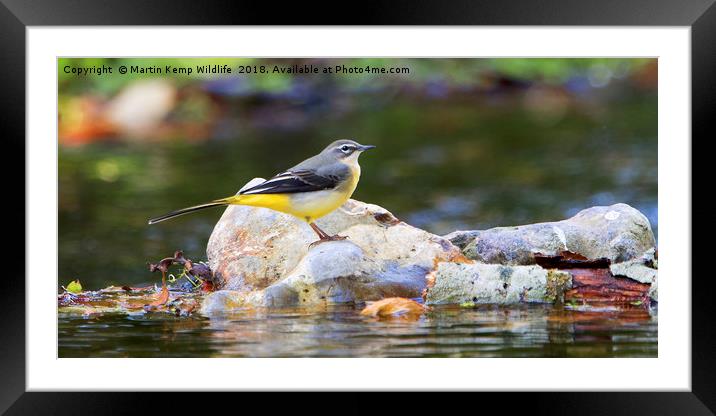 Grey Wagtail on the Rocks Framed Mounted Print by Martin Kemp Wildlife