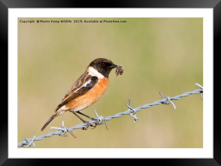 Male Stonechat Framed Mounted Print by Martin Kemp Wildlife