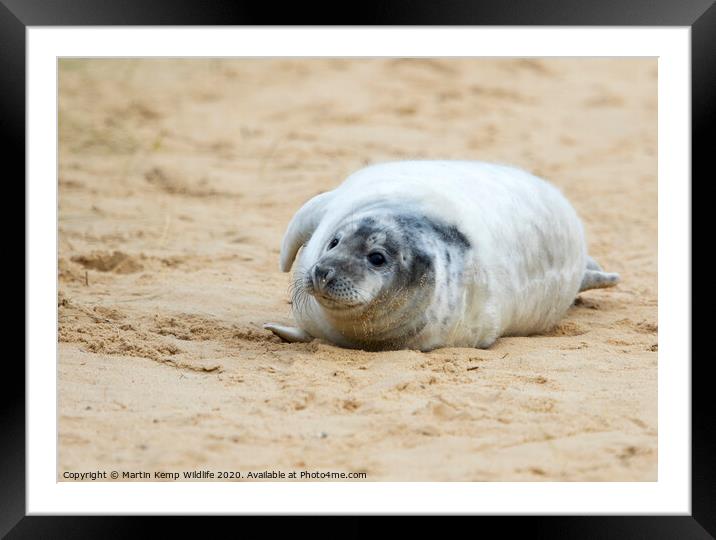  Seal on the Beach Framed Mounted Print by Martin Kemp Wildlife