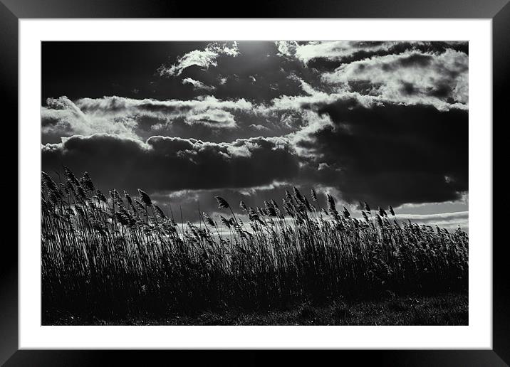 bw sunrays over field Framed Mounted Print by steven ibinson