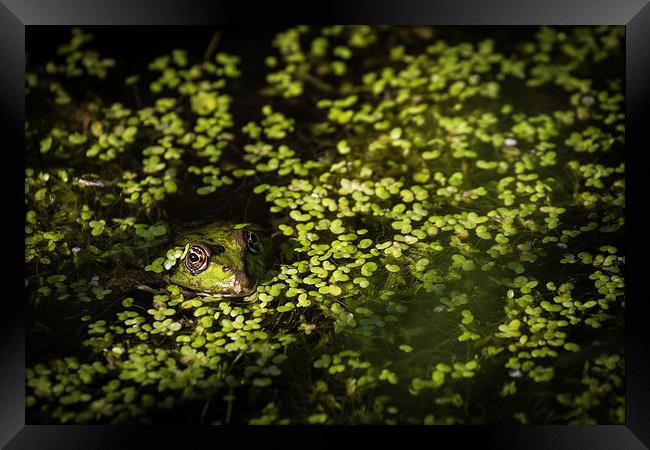 Frog relaxing in lake Framed Print by steven ibinson
