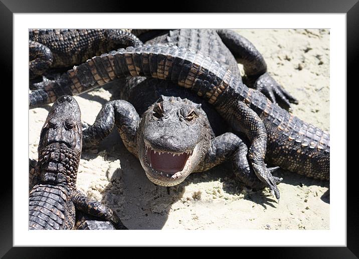 Angry Alligator Framed Mounted Print by Albert Gallant