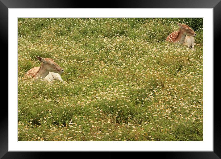 Oh Deer Framed Mounted Print by Albert Gallant