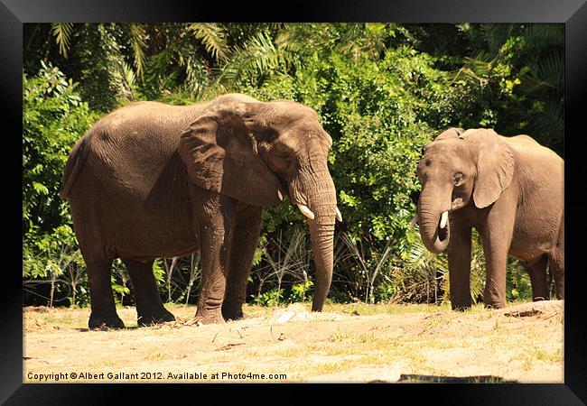 Elephants Framed Print by Albert Gallant