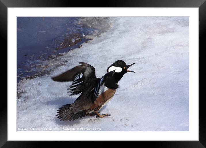 Angry Duck Framed Mounted Print by Albert Gallant