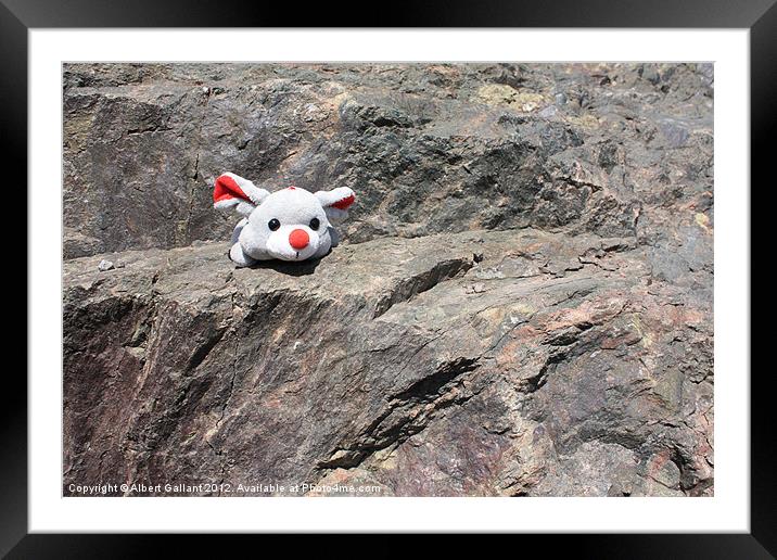 Mouse on a rock Framed Mounted Print by Albert Gallant