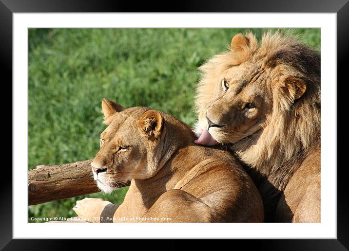 Lion kiss Framed Mounted Print by Albert Gallant