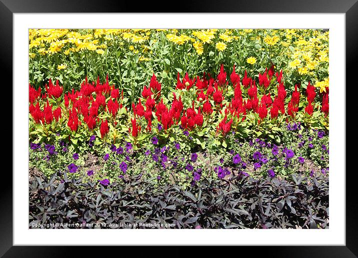 The color of flowers Framed Mounted Print by Albert Gallant
