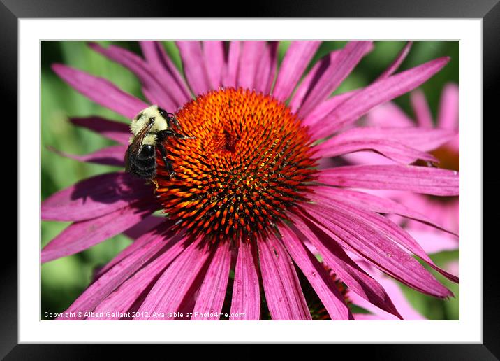 Bumble bee on flower Framed Mounted Print by Albert Gallant