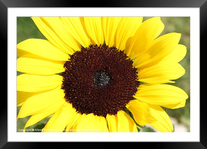 Sunflower Framed Mounted Print by Albert Gallant