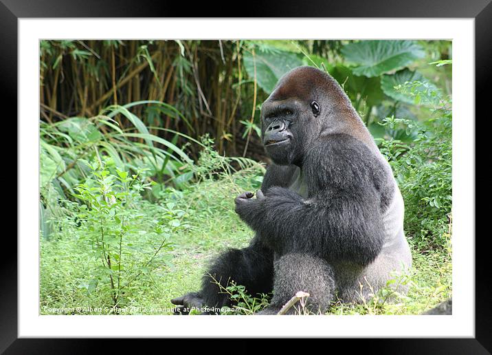 Smiling Gorilla Framed Mounted Print by Albert Gallant