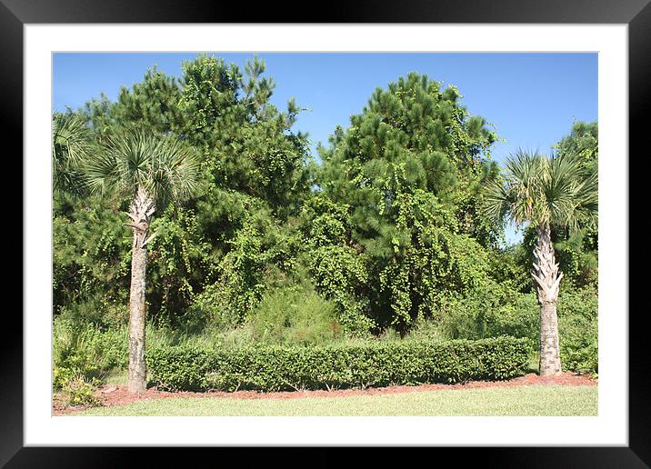 Florida Palm Trees Framed Mounted Print by Albert Gallant