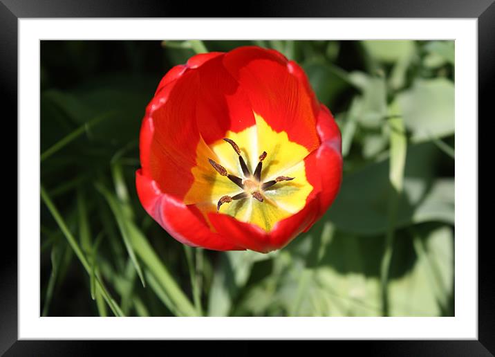 Into the tulip Framed Mounted Print by Albert Gallant