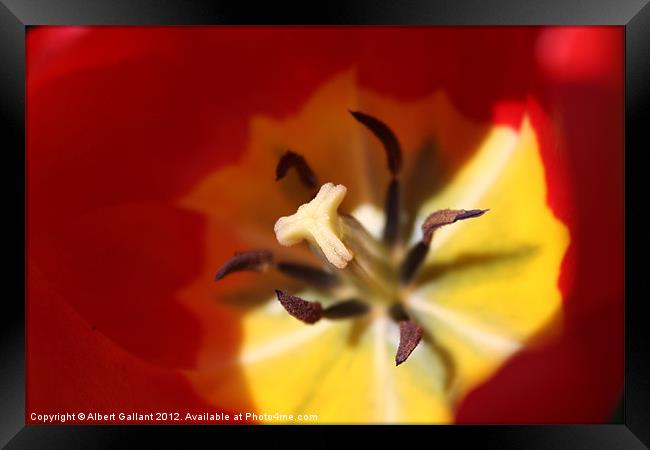 Into the flower Framed Print by Albert Gallant
