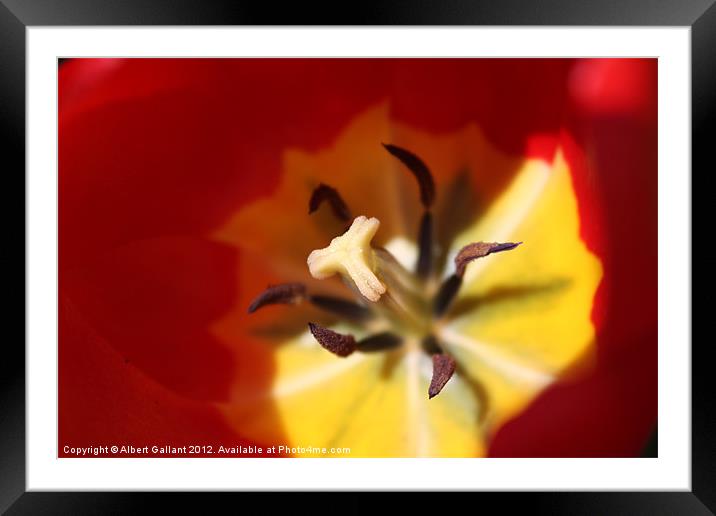 Into the flower Framed Mounted Print by Albert Gallant