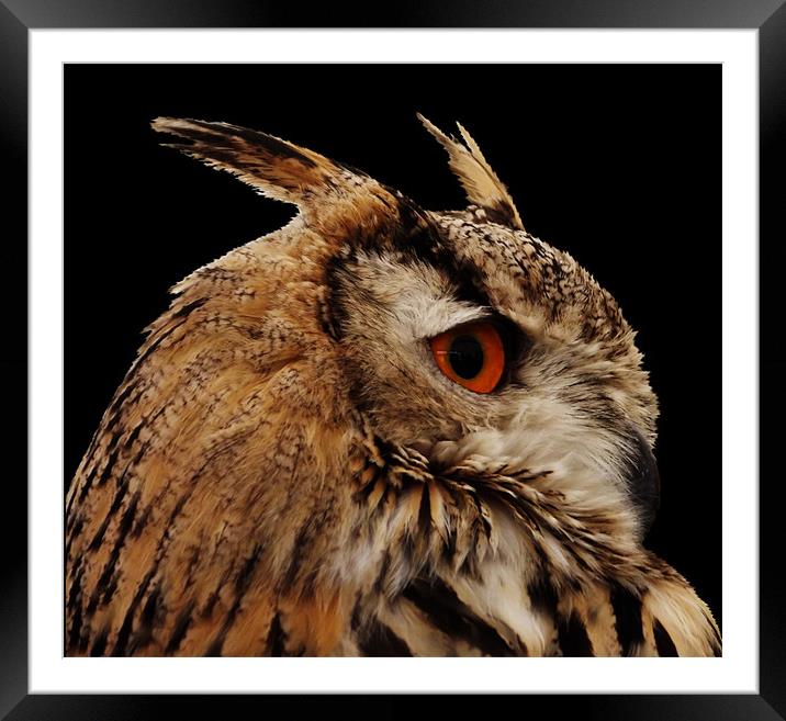 Proud Eagle Owl Framed Mounted Print by carol mcrae