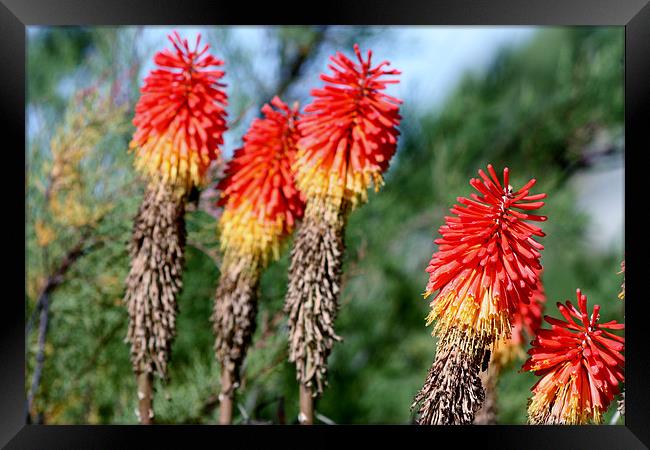 Red hot pokers Framed Print by Marilyn PARKER