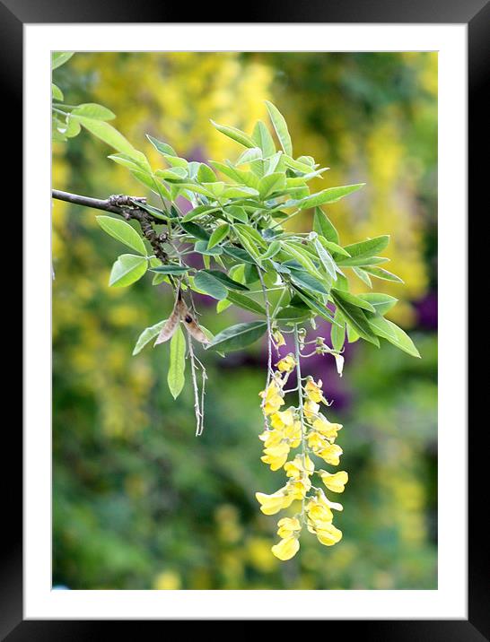 Sussex cascading Laburnum sprig. Framed Mounted Print by Marilyn PARKER