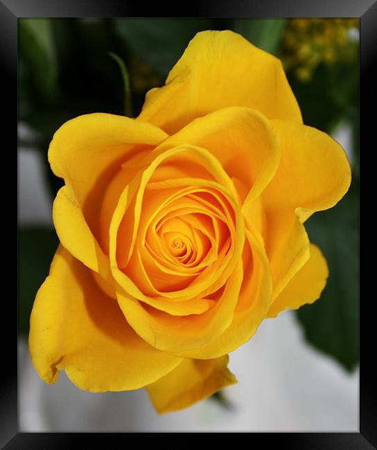 Beautiful yellow rose Framed Print by Marilyn PARKER