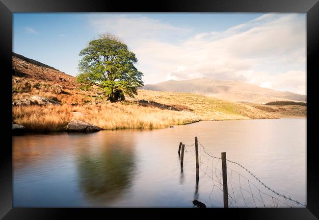 Lone tree at Llyn Dywarchen Framed Print by carl barbour canvas