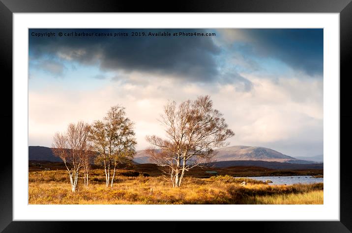 Rannoch moor Birch trees Framed Mounted Print by carl barbour canvas