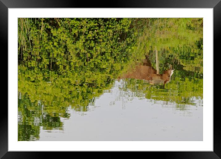 Horse reflection Framed Mounted Print by mark humpage