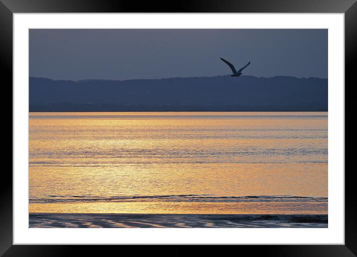 Bird flying in golden Sunset over water at Clevedon, Somerset. Framed Mounted Print by mark humpage