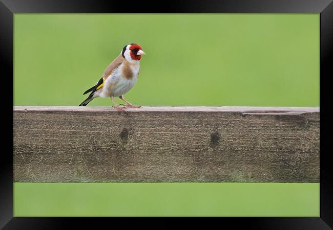 Goldfinch Framed Print by mark humpage