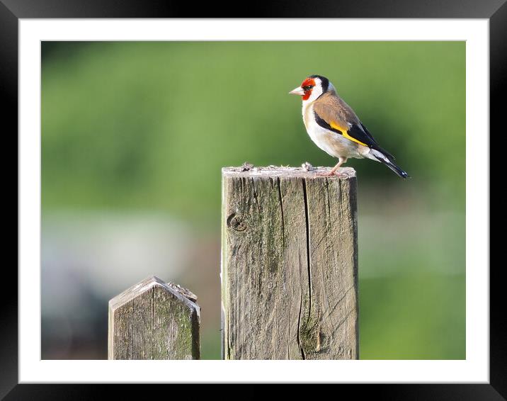 Goldfinch on fence  Framed Mounted Print by mark humpage