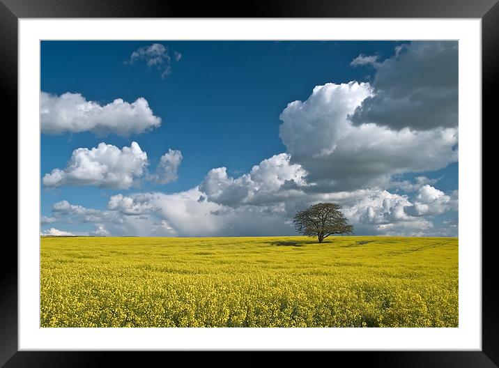 Yellow Framed Mounted Print by mark humpage