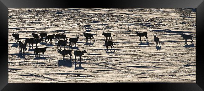 Reindeer herd Framed Print by mark humpage