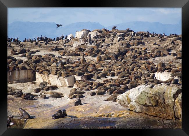 Seal Island, South Africa      Framed Print by mark humpage