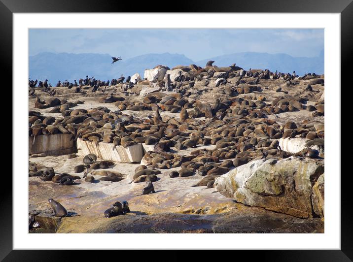 Seal Island, South Africa      Framed Mounted Print by mark humpage