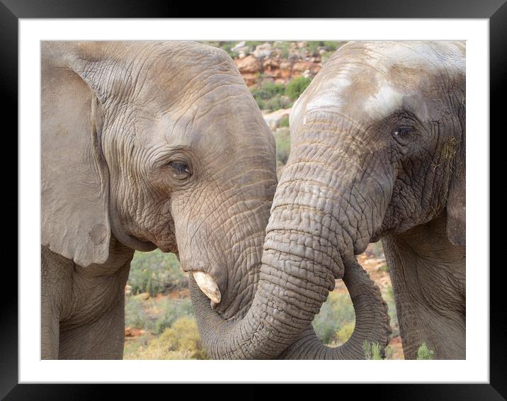 Elephants South Africa        Framed Mounted Print by mark humpage