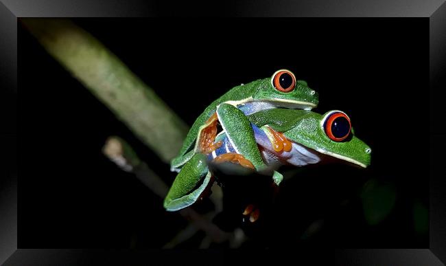 Red-Eyed Tree Frog Framed Print by mark humpage