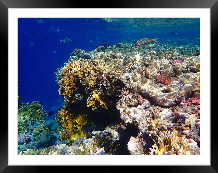 Red Sea Underwater Framed Mounted Print by mark humpage
