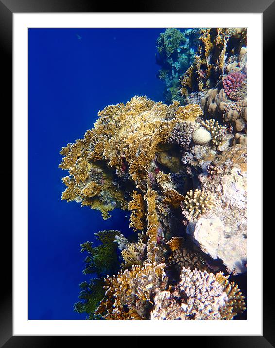 Red Sea Coral Framed Mounted Print by mark humpage