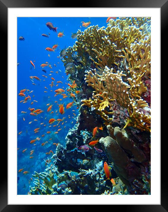 Red Sea Goldfish Framed Mounted Print by mark humpage