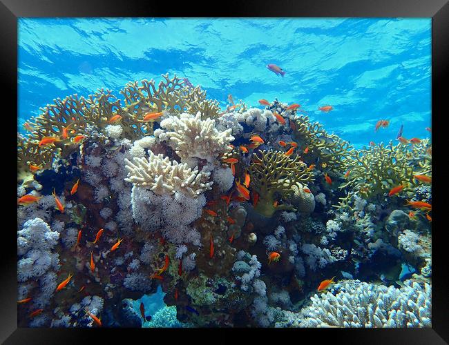 Red Sea Underwater life Framed Print by mark humpage