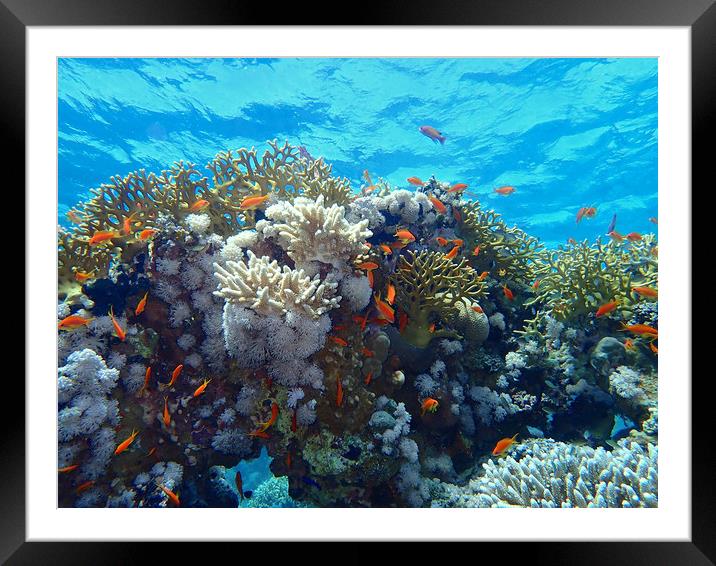 Red Sea Underwater life Framed Mounted Print by mark humpage