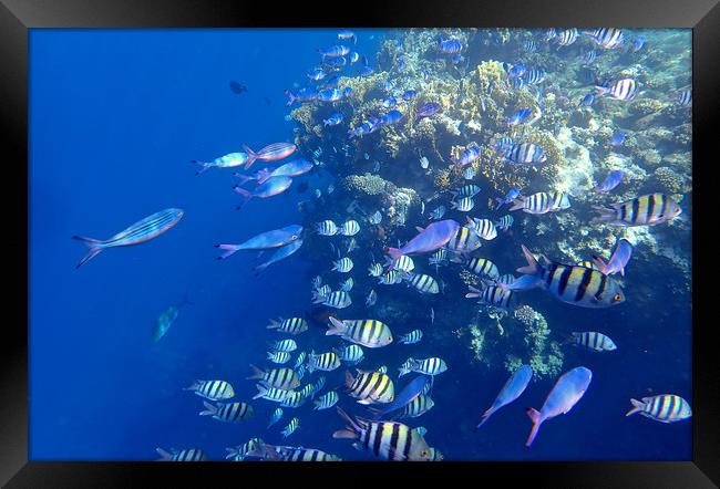 Red Sea Marine life  Framed Print by mark humpage