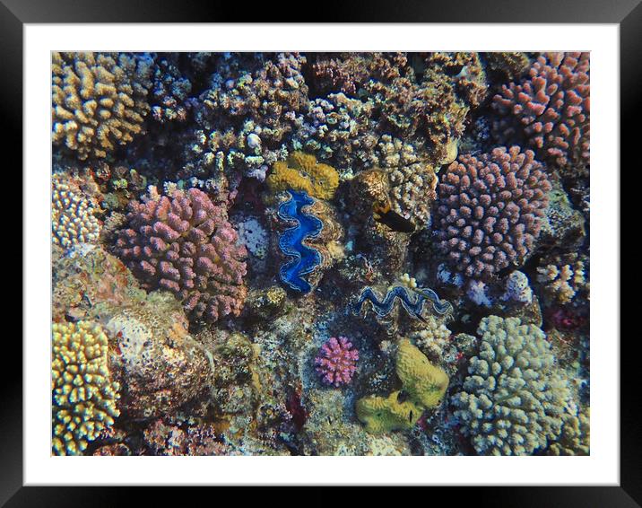 Red Sea Coral Colour Framed Mounted Print by mark humpage