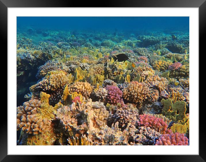 Marsa Alam Coral Framed Mounted Print by mark humpage