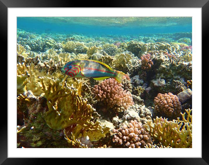 Red Sea Rainbow fish Framed Mounted Print by mark humpage