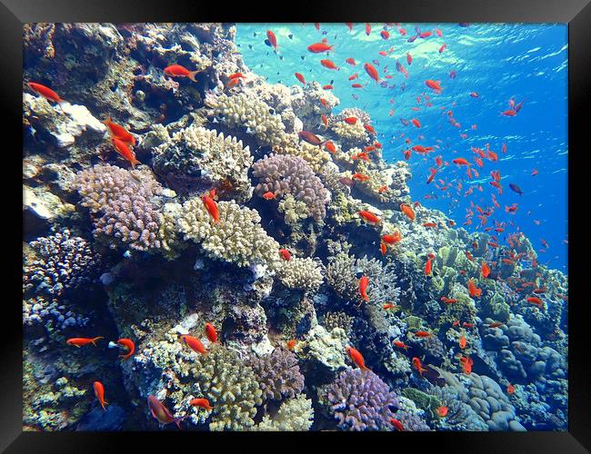 Elphinstone Reef, Red Sea Framed Print by mark humpage