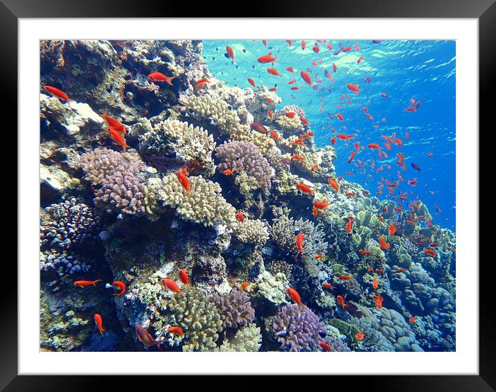 Elphinstone Reef, Red Sea Framed Mounted Print by mark humpage