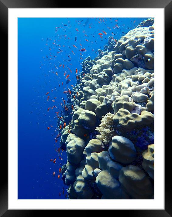 Elphinstone Reef Coral Framed Mounted Print by mark humpage