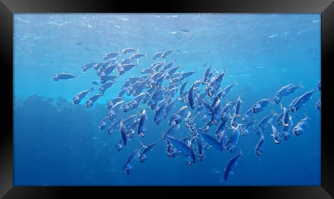 Open mouth Mackerel at Marsa Alam Framed Print by mark humpage