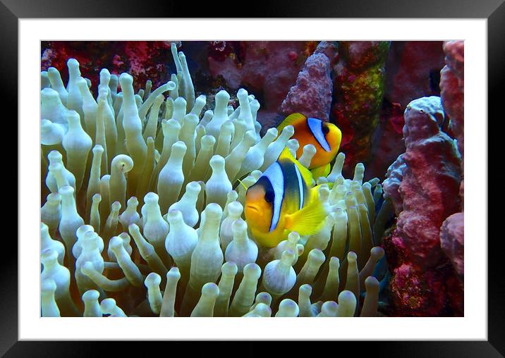 Red Sea Clown Fish Framed Mounted Print by mark humpage