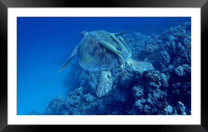 Green Turtle with Remoras, Red Sea, Egypt Framed Mounted Print by mark humpage